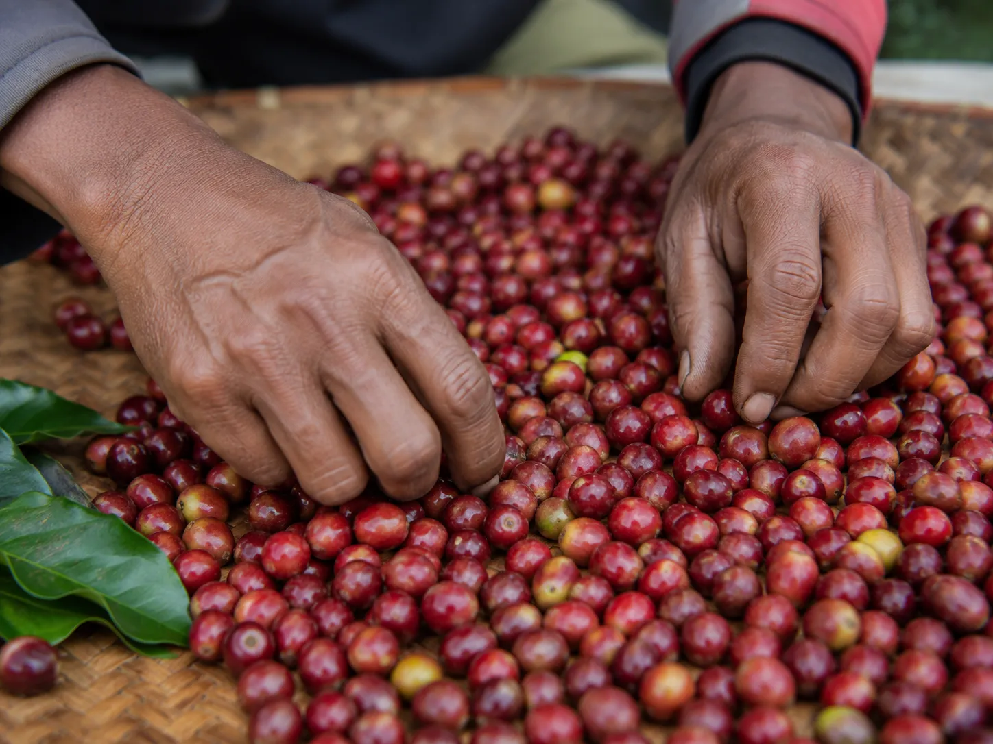 Ripe coffee cherries on the branch in Maubisse during the August harvest
