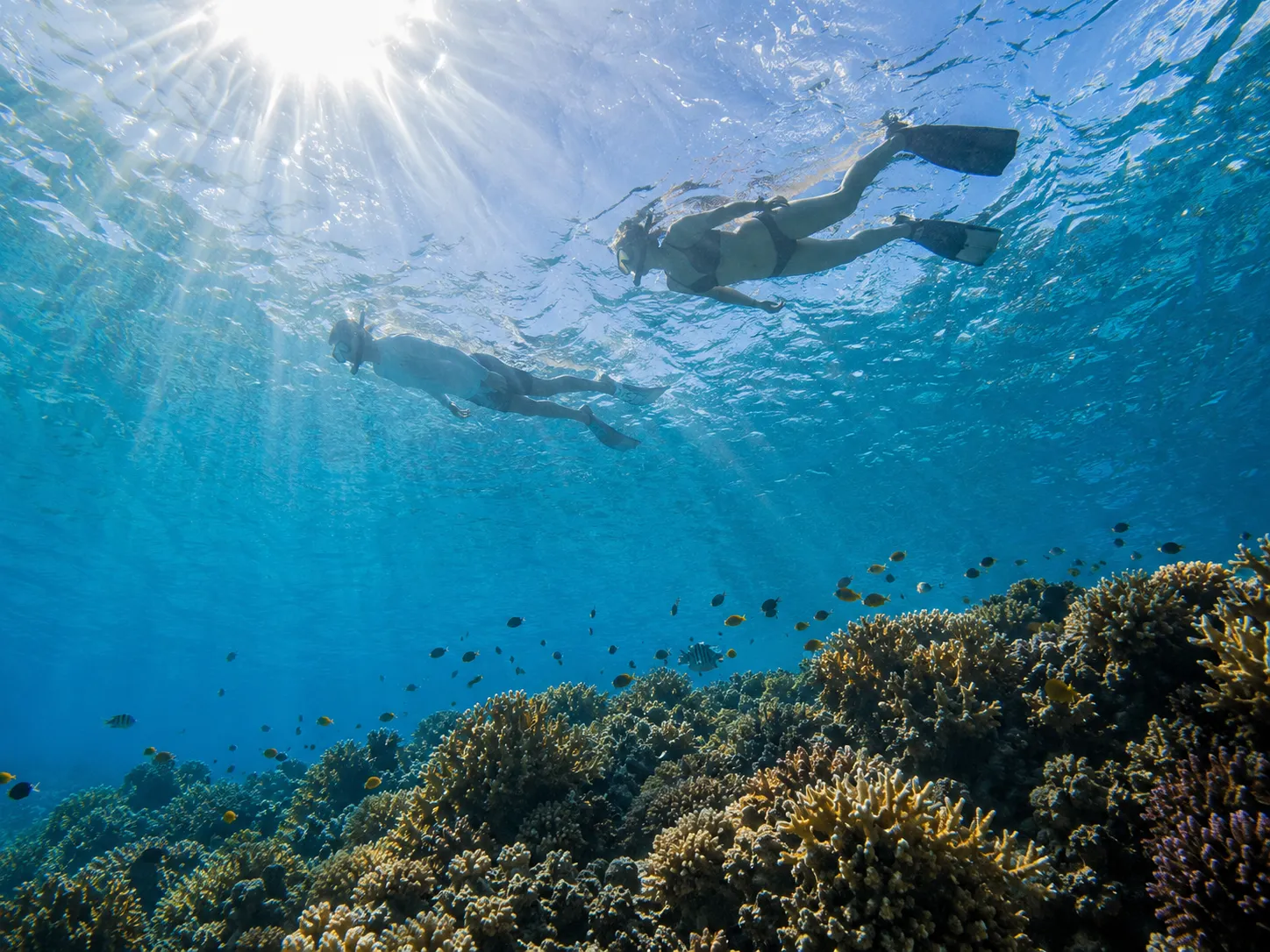 Snorkeller above clear Timor-Leste reef