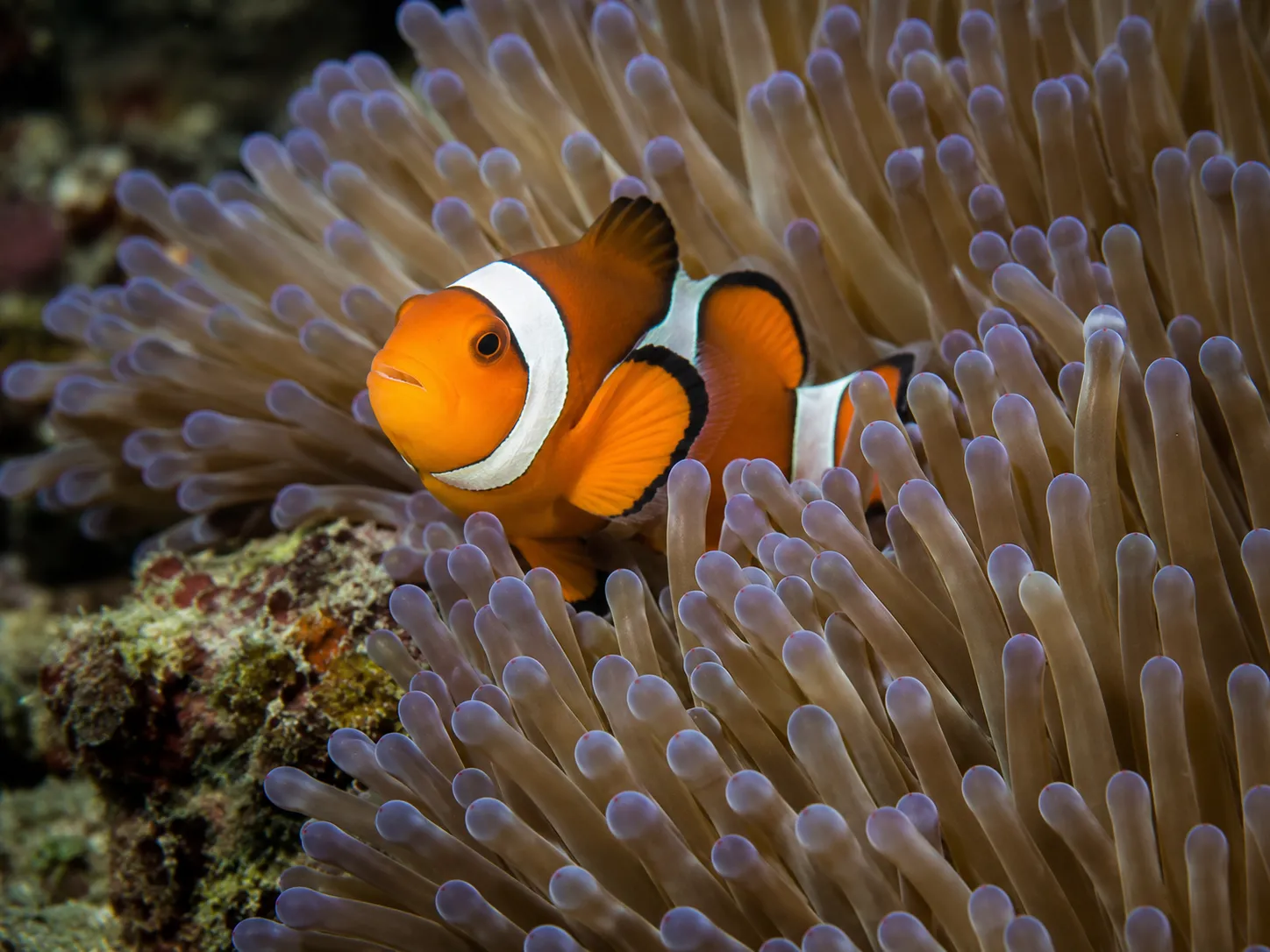 Snorkel from a Timor-Leste beach into clear reef water